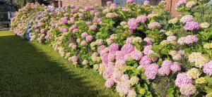 a row of colorful flowers in a garden at La Isla - Araminda in Araminda