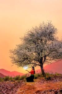 una mujer sentada bajo un árbol en una colina en Ngoc Chien Pearl, 