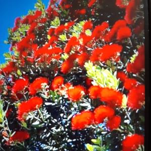 un grupo de flores rojas en un árbol en Papamoa Beach Hugoway, Pohutukawa Studio Deluxe, Close beach, free parking, en Papamoa