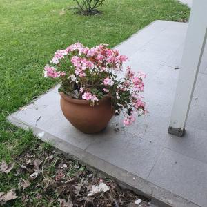una maceta de flores rosas sentadas en una acera en Casa con pileta en Pinares de Santa Clara, en Santa Clara del Mar