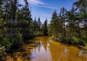 een rivier met bomen aan de zijkant bij Bellaire Midtown Cottage in Bellaire
