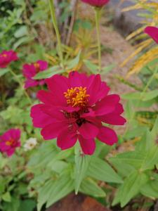 eine rote Blume mitten im Garten in der Unterkunft Eco Hut by Valley and 7 Waterfalls in Ambengan