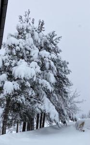 Zvezda 2 Zlatar durante o inverno