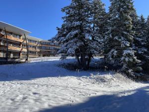 zwei Bäume im Schnee vor einem Gebäude in der Unterkunft Chamrousse, pied d'une piste, terrasse vue sapins in Chamrousse