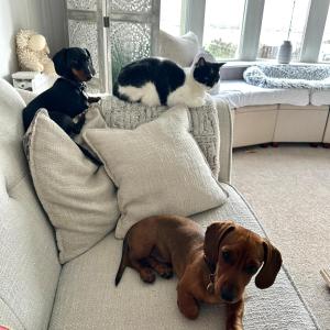 a dog laying on a couch next to a cat and a catphasis at HomeStay In The Bay With Sea Views in Heysham