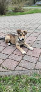 un petit chien posé sur un trottoir en briques dans l'établissement Idyllic Retreat Next to an Elven Forest, à Gozd Martuljek