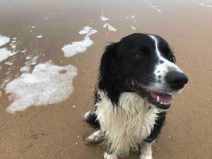 un perro blanco y negro tirado en la playa en Orchard Cottage en Dingle