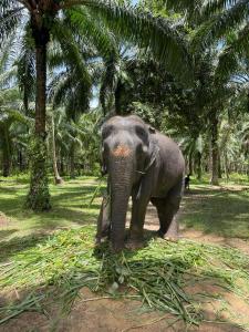 Gallery image of Villa Itam in Ko Lanta