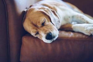 a brown and white dog sleeping on a couch at Craveiral Farmhouse by Belong Staying & Feeling in São Teotónio