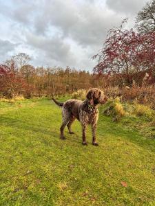 Gallery image of Apartments at The Black in Wark