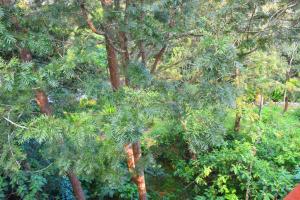 an overhead view of a forest of trees at Vacation villa in Yercaud