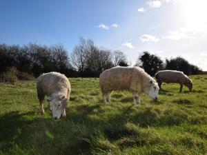um grupo de ovinos a pastar num campo relvado em 2 Bed in Cirencester CC094 