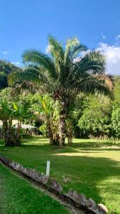 a palm tree in the middle of a green field at Pousada e Hostel Caminho de Santiago in Alto Paraíso de Goiás