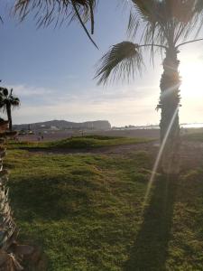 eine Palme auf einem Feld, auf dem die Sonne scheint in der Unterkunft Dpto de playa 44 in Arica
