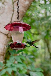 a hummingbird eating from a red feeder hanging from a tree at Hotel Casa de Hadas in Minca