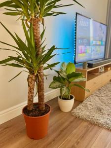 two palm trees in a living room with a tv at IFSC Room in Dublin