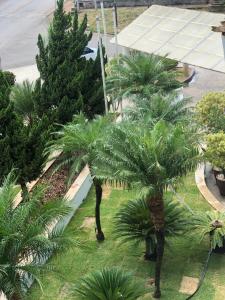a group of palm trees in a yard at Paracatu Plaza Hotel in Paracatu