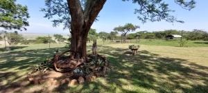 a tree in the middle of a field at Lynthorn Farm Cottage in Frere