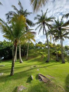 un gruppo di palme in un parco di QUINTAL DA MATA a São Sebastião