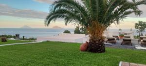 een palmboom op een groen gazon bij B&B Sunrise in Santa Marina Salina