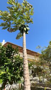 Una palmera con un montón de fruta. en Shaqaf shalet 