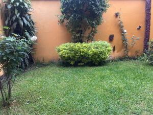 a garden with green grass and bushes next to a wall at Habitación con baño privado exterior in Mexico City