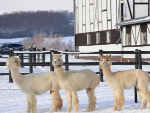 a group of four llamas standing in the snow at Dworzysko in Szczawno-Zdrój