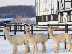 un grupo de cuatro llamas de pie en la nieve en Dworzysko, en Szczawno-Zdrój