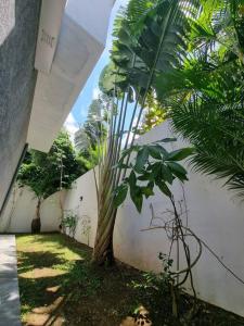 a palm tree in a yard next to a white wall at Villa Fleur de Coco - 8p. - piscine privée - haut standing in Saint-Pierre