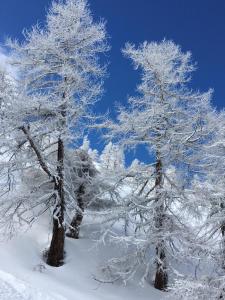 dos árboles cubiertos de nieve en un campo en La Grange de Soulalex en Orsières