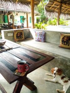 Haiwan peliharaan atau haiwan-haiwan peliharaan yang menginap dengan tetamu di Lazy Monkey Surfhostel - Sri Lanka