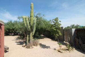 un gran cactus en medio de un patio en Pericu Bed and Garden, en La Ventana