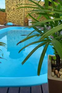 uma piscina azul com uma planta ao lado em Recanto dos pássaros em Bombinhas