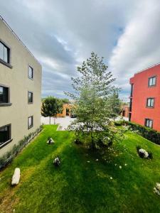 een boom in het gras naast een gebouw bij Departamento Quinta in San Miguel de Allende
