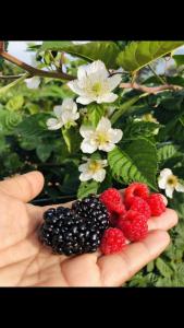 a hand holding berries and raspberries and white flowers at สวนเบอร์รีแคมป์ทนายจุฬา Berry Camp Korat in Ban Nong Khon