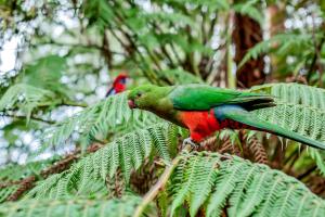 Animales en el bed and breakfast o alrededores
