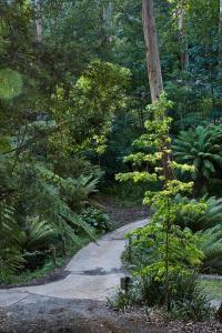 a path in a forest with trees and plants at The Fernglen Forest Retreat in Mount Dandenong