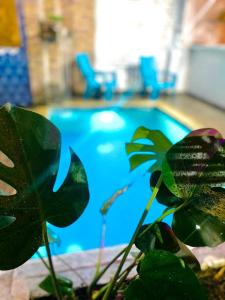 une piscine bleue avec une plante devant elle dans l'établissement Hostal Patio del Río, à Cali