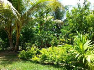 einen üppigen grünen Garten mit Palmen und Pflanzen in der Unterkunft Corosol Apartments in Roseau