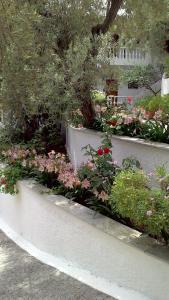 A garden outside Olive Grove View