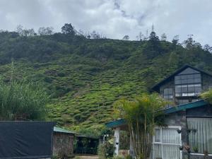 a hillside covered in green plants with a house at happy trust happy inn in Nuwara Eliya