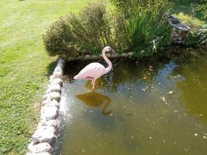 un flamenco parado en el agua en un estanque en gite repos et tranquillité G en Cayeux-sur-Mer