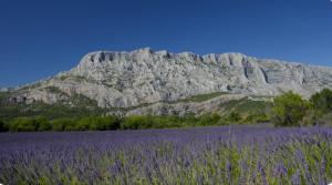 un campo de flores púrpuras frente a una montaña en Appartement spacieux et calme à Aix en Provence, en Aix-en-Provence