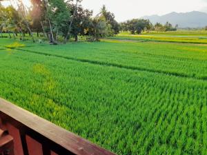 a bench in front of a field of green grass at PURI LESTARI in Sorongjukung