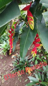 een bananenboom met rode en groene bladeren bij CAMPING le fruit de la passion in Saint-Louis