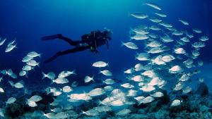 a diver in the ocean with a school of fish at VILLA REPOSO in Calafat