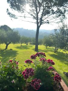 Santa Maria Degli Ancillotti في Petrignano: حديقة فيها ورد واشجار في ميدان