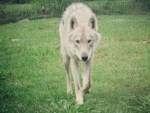 Domácí mazlíčci ubytovaní s hosty v ubytování Tsitsikamma Wolf Sanctuary ECO Cabins & Teepees