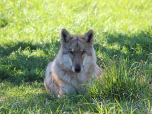 Domácí mazlíčci ubytovaní s hosty v ubytování Tsitsikamma Wolf Sanctuary ECO Cabins & Teepees