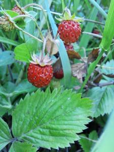 a group of strawberries growing on a plant at Mala farma Nani in Visoko